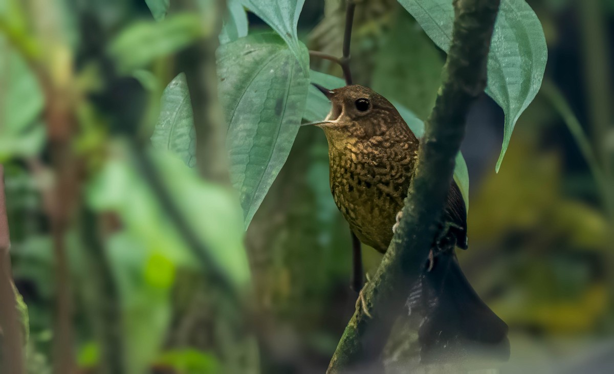 Pygmy Cupwing - ML647547569