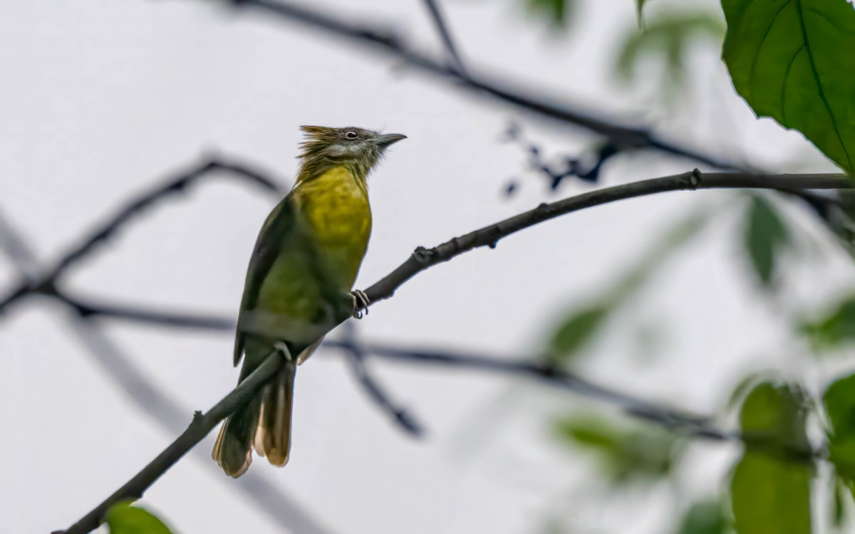White-throated Bulbul - ML647547571