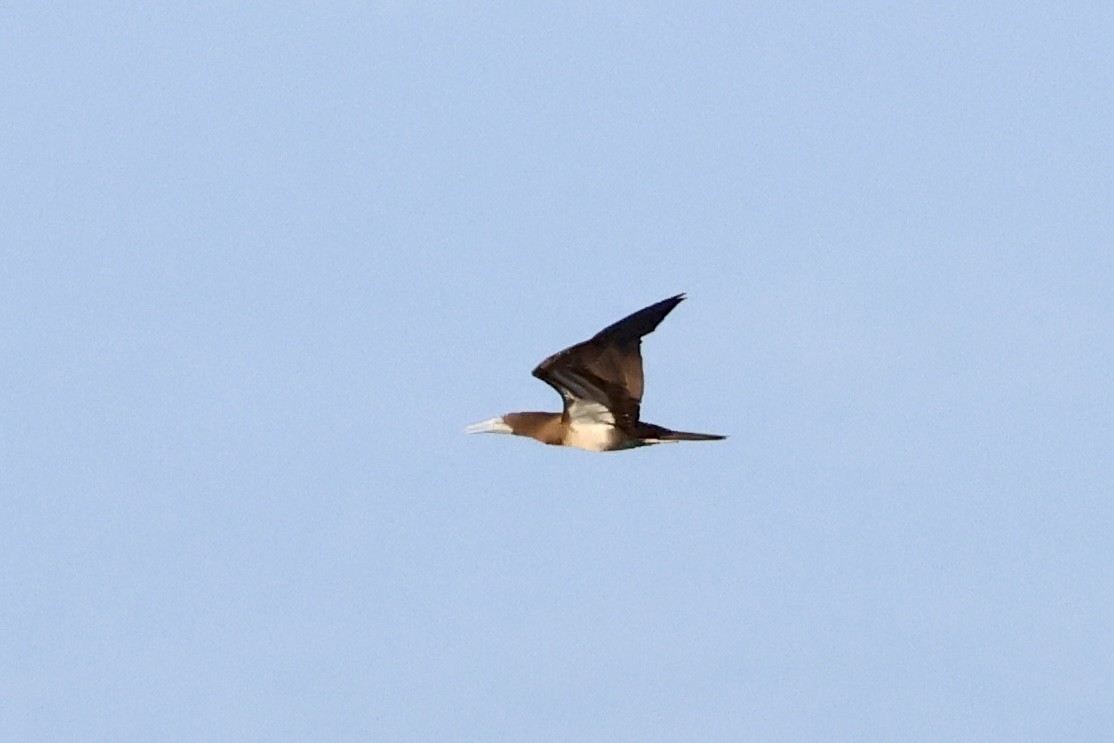 Brown Booby - ML647547651
