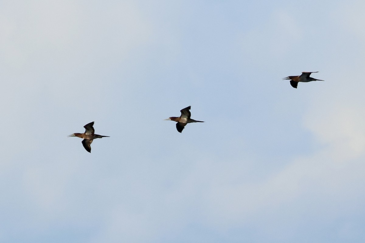 Brown Booby - ML647547652