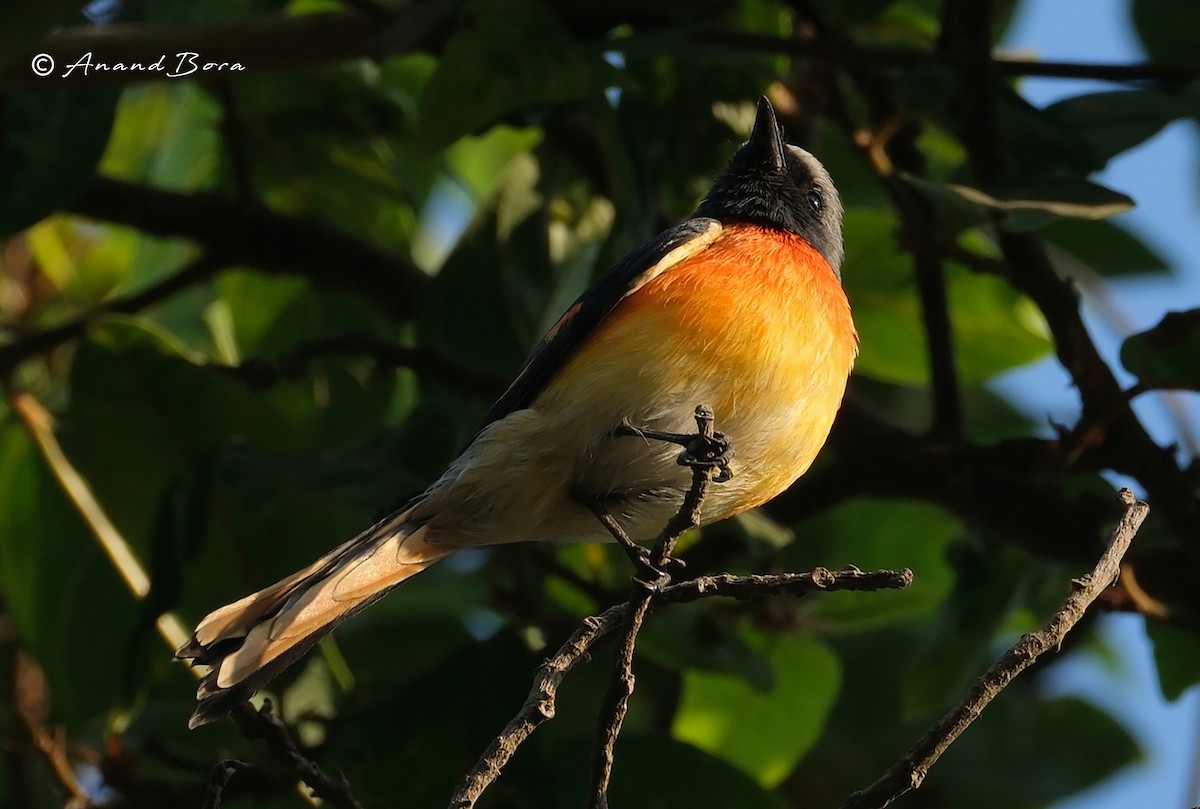 Small Minivet - ML647547706
