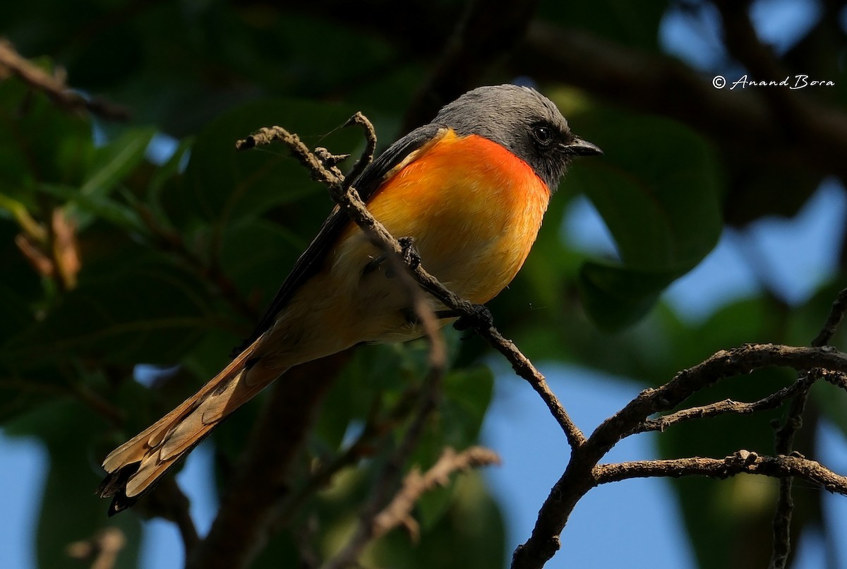 Small Minivet - ML647547707