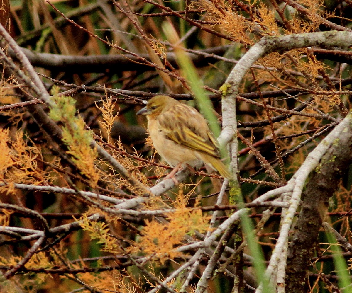 Black-headed Weaver - ML647547724