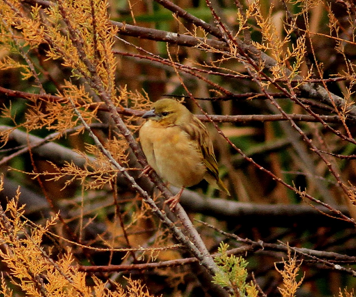 Black-headed Weaver - ML647547725