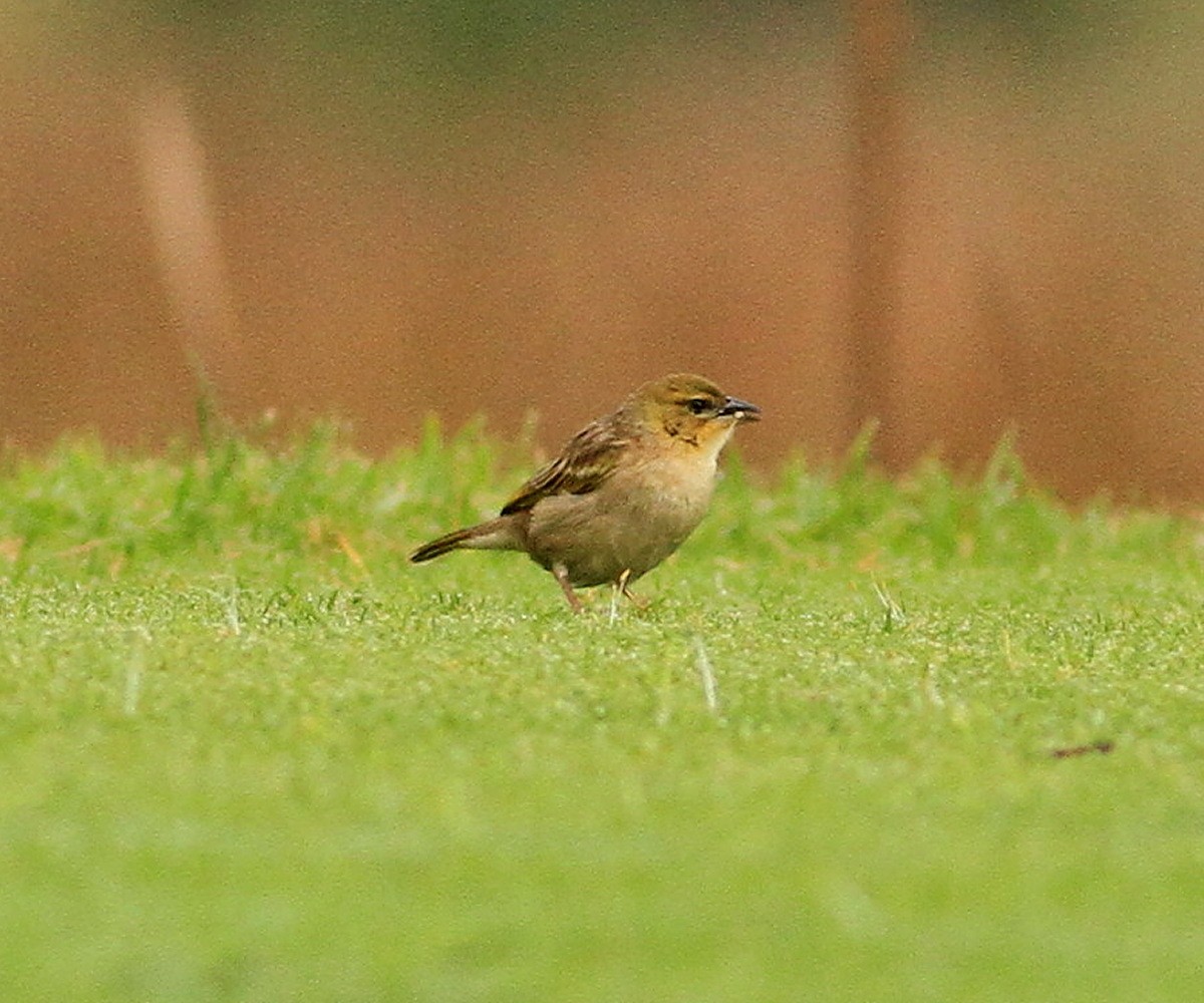 Black-headed Weaver - ML647547726