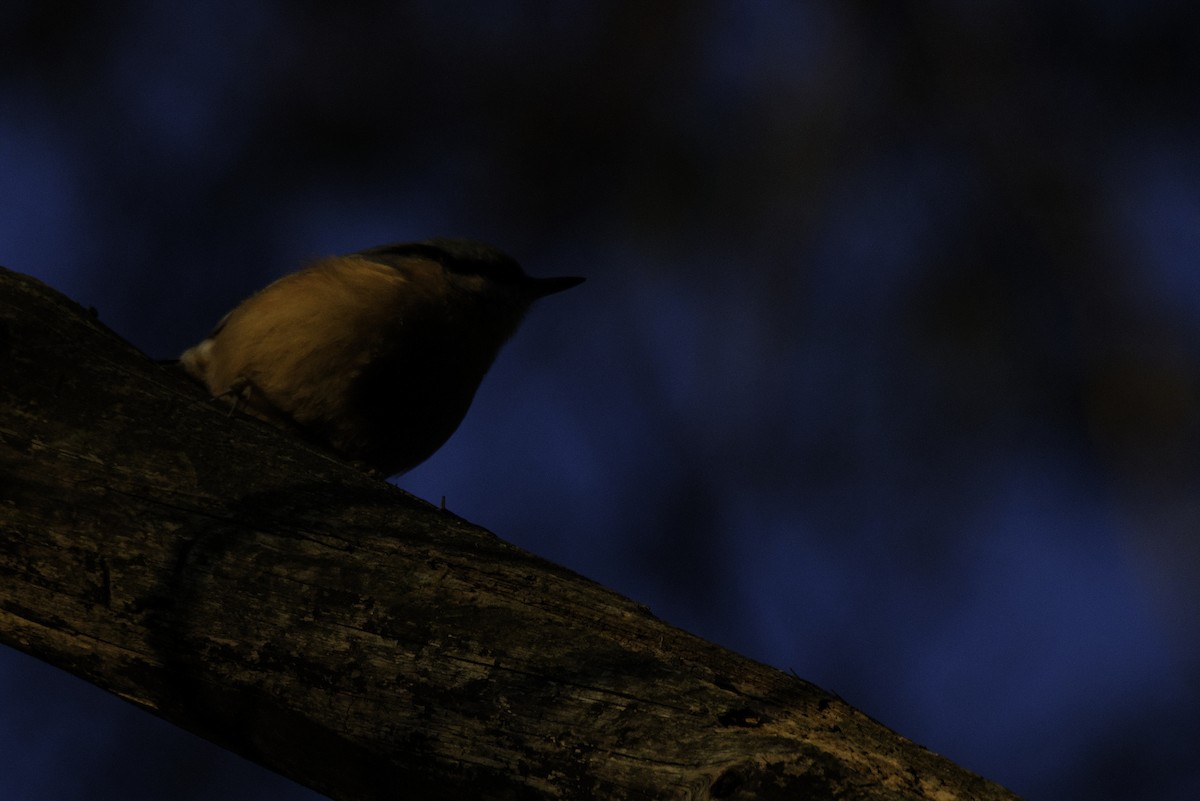 Eurasian Nuthatch - ML647547761