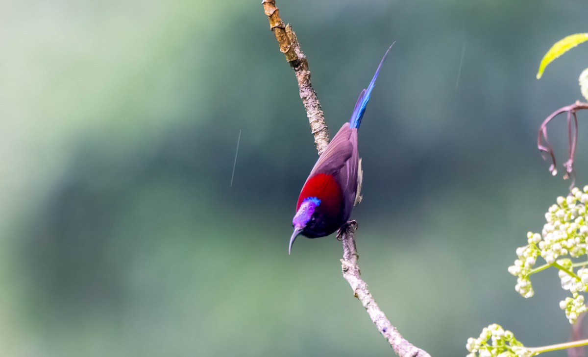 Black-throated Sunbird - ML647547774