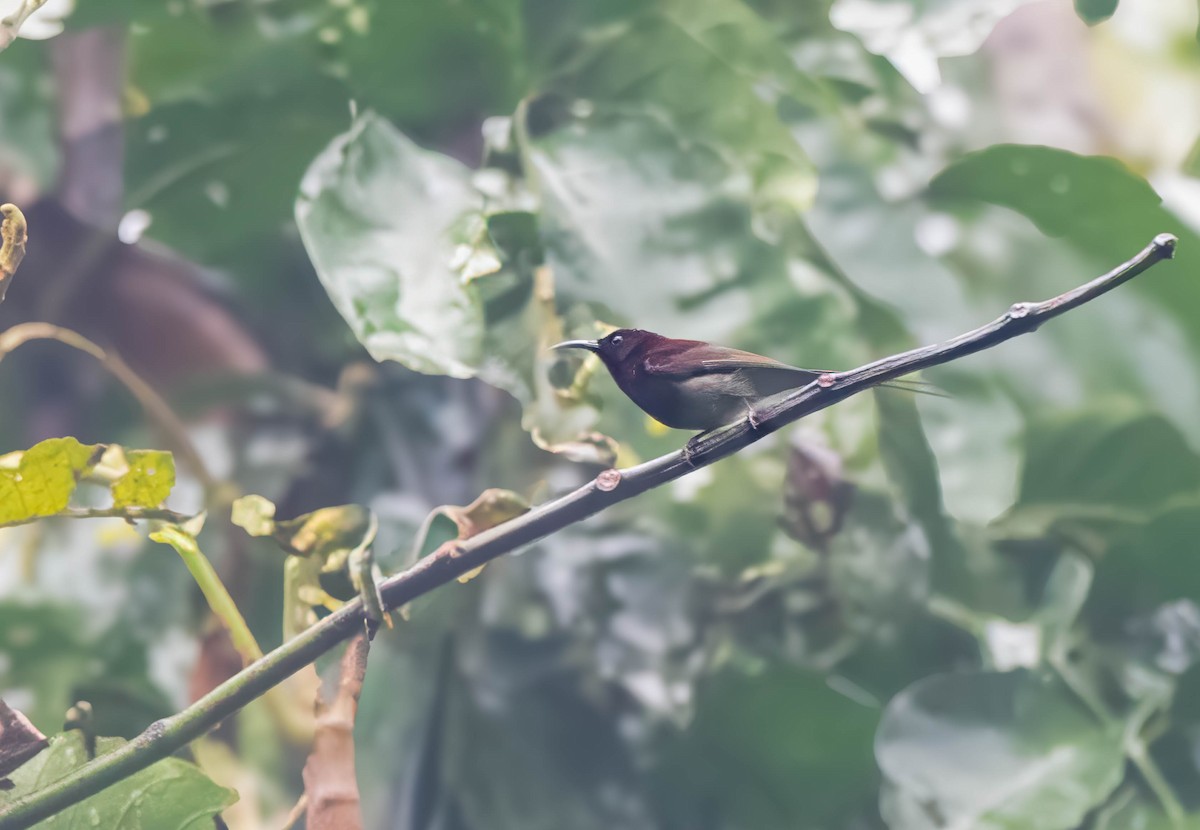 Black-throated Sunbird - ML647547776