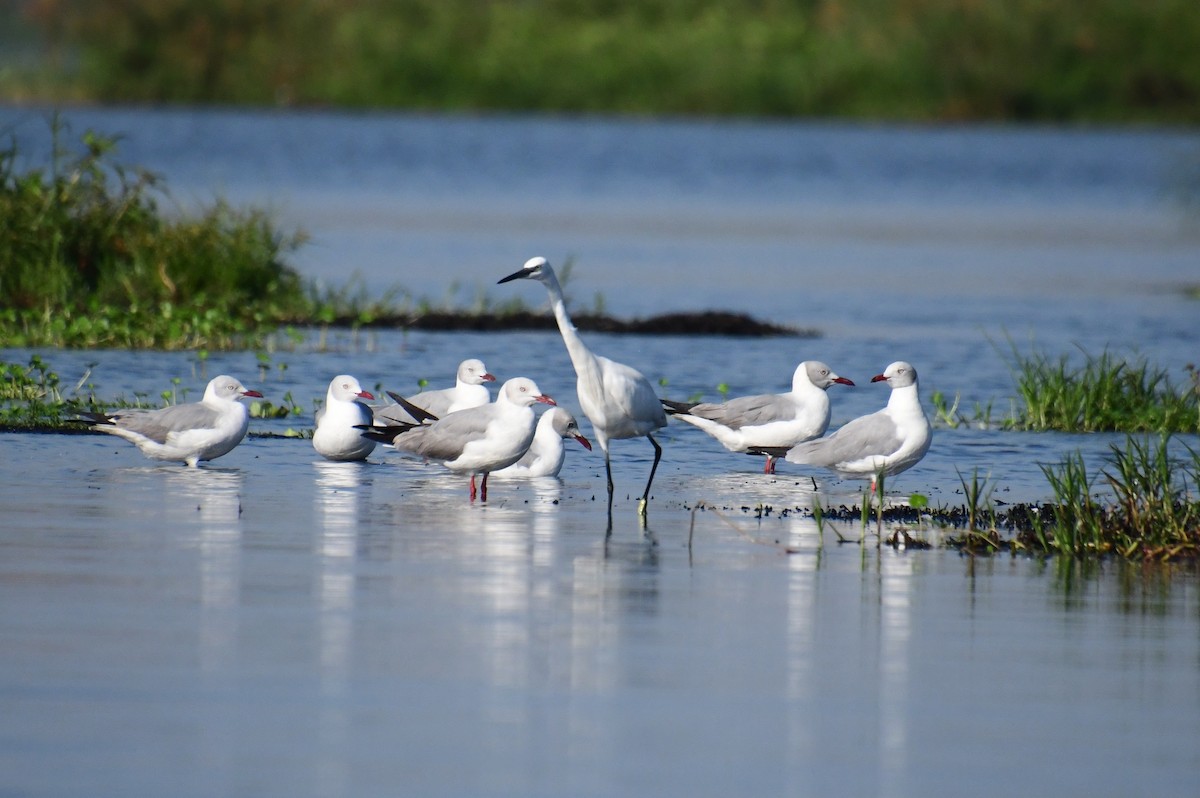 Gray-hooded Gull - ML647547778