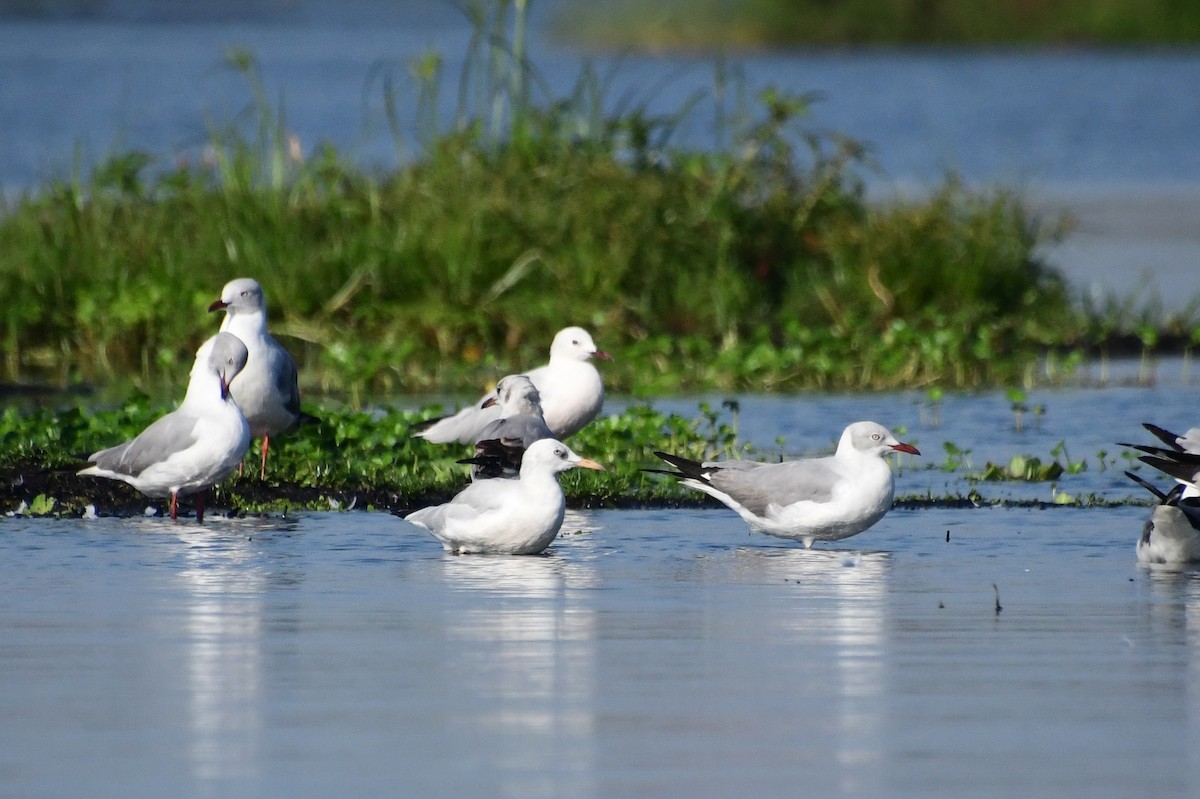 Slender-billed Gull - ML647547780