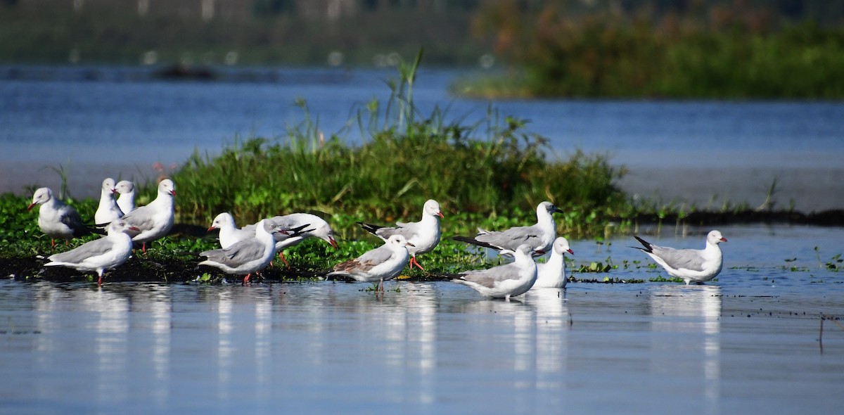 Gray-hooded Gull - ML647547798