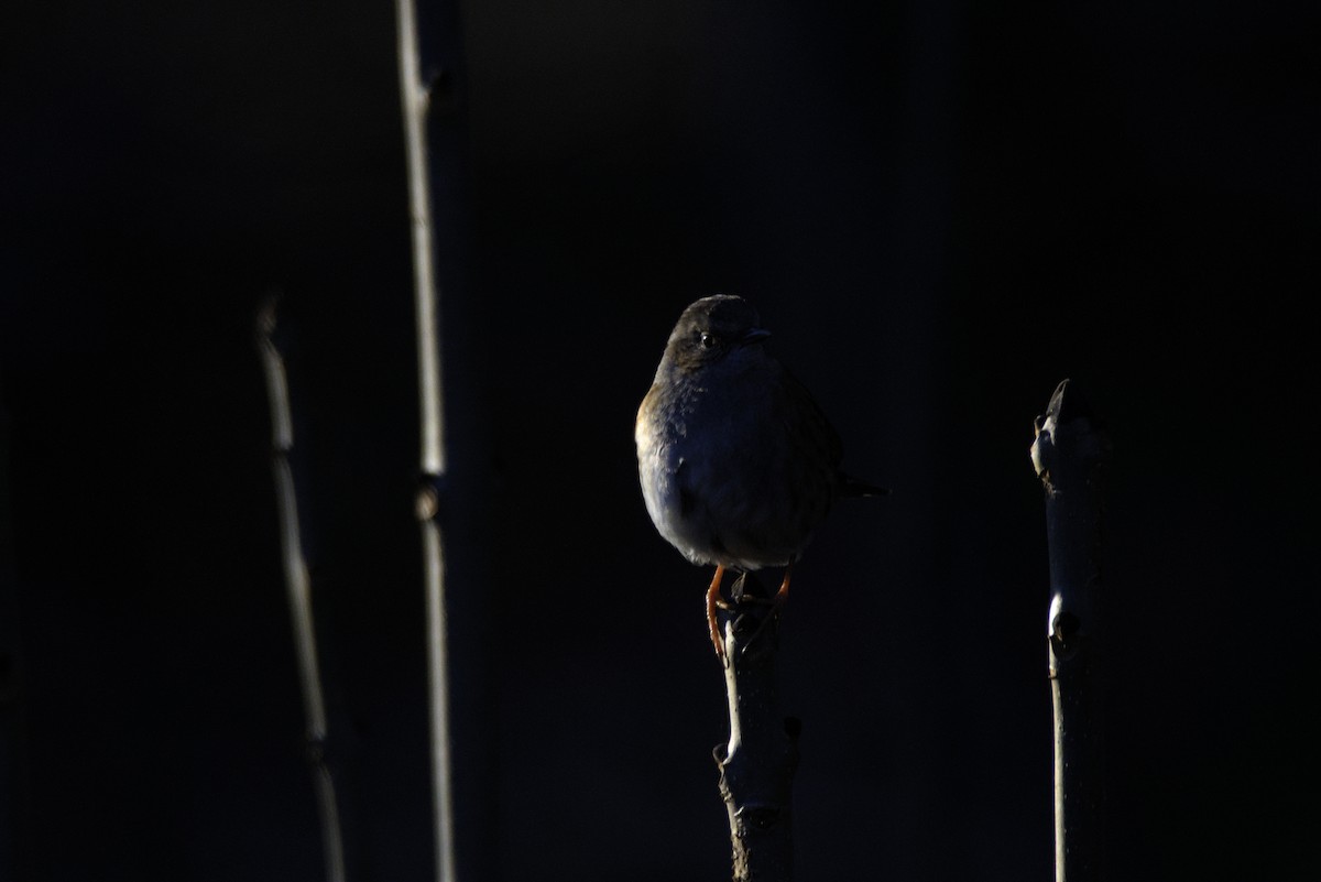 Accenteur mouchet - ML647547820