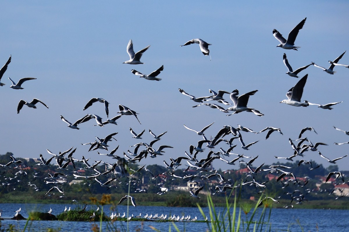 Gray-hooded Gull - ML647547822