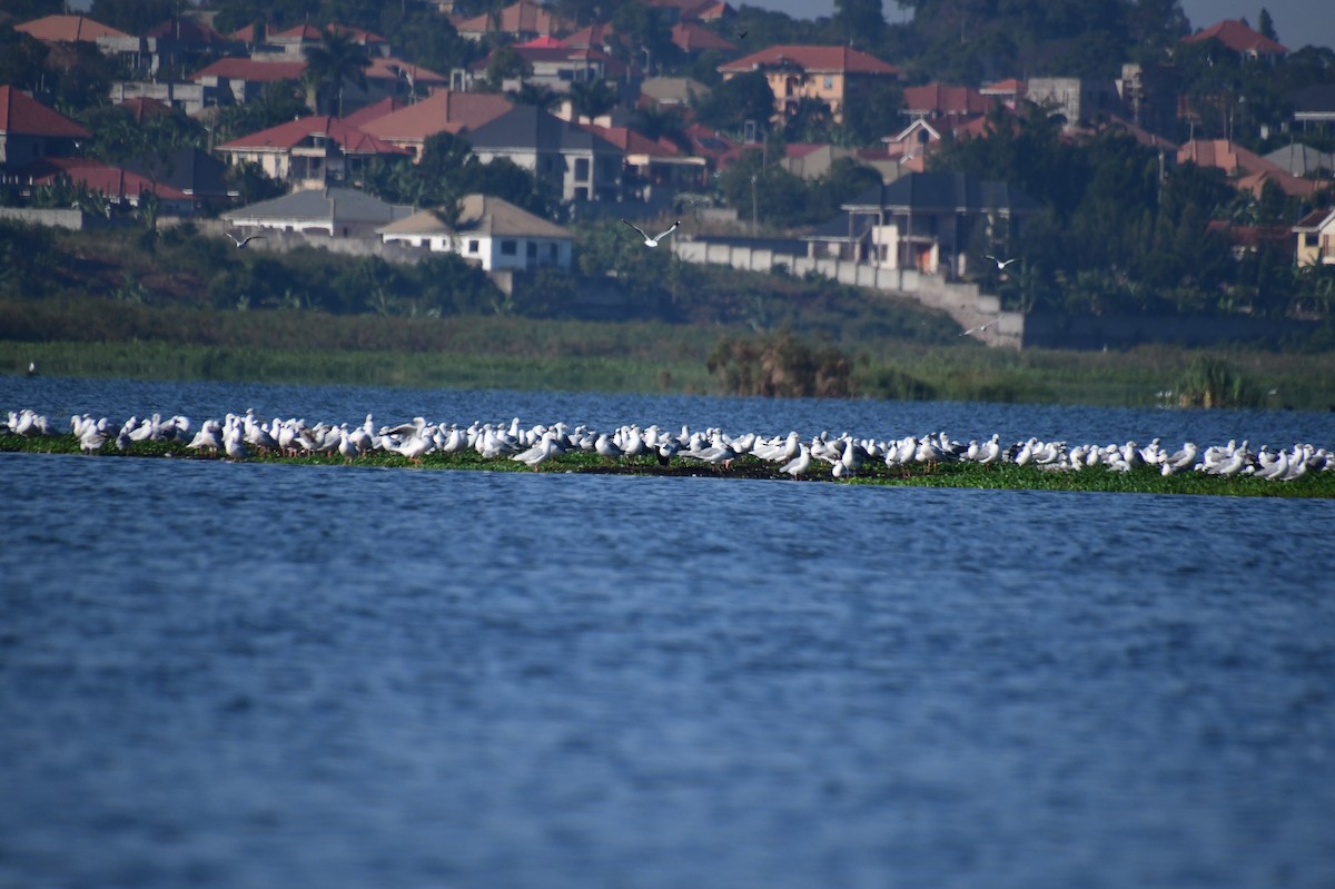 Gray-hooded Gull - ML647547827
