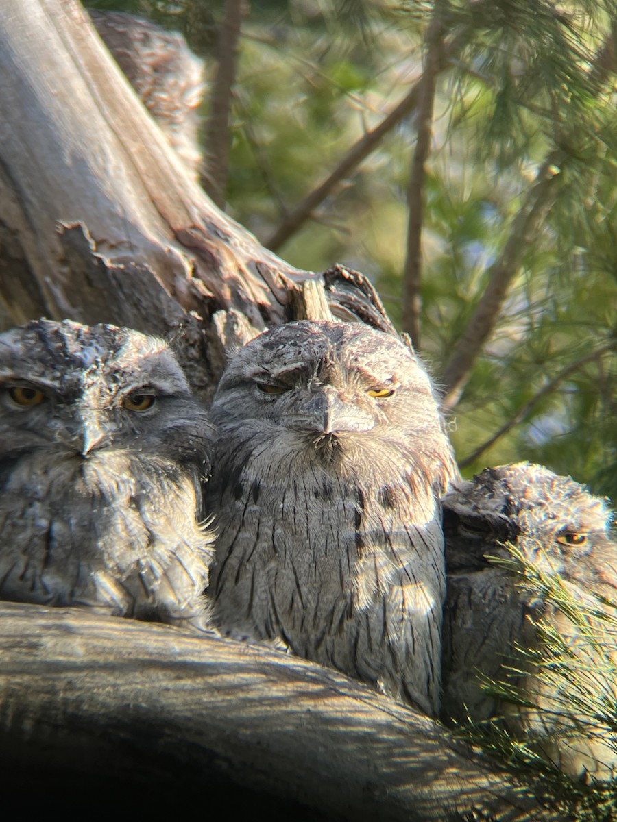 Avustralya Kocaağzı - ML647547839