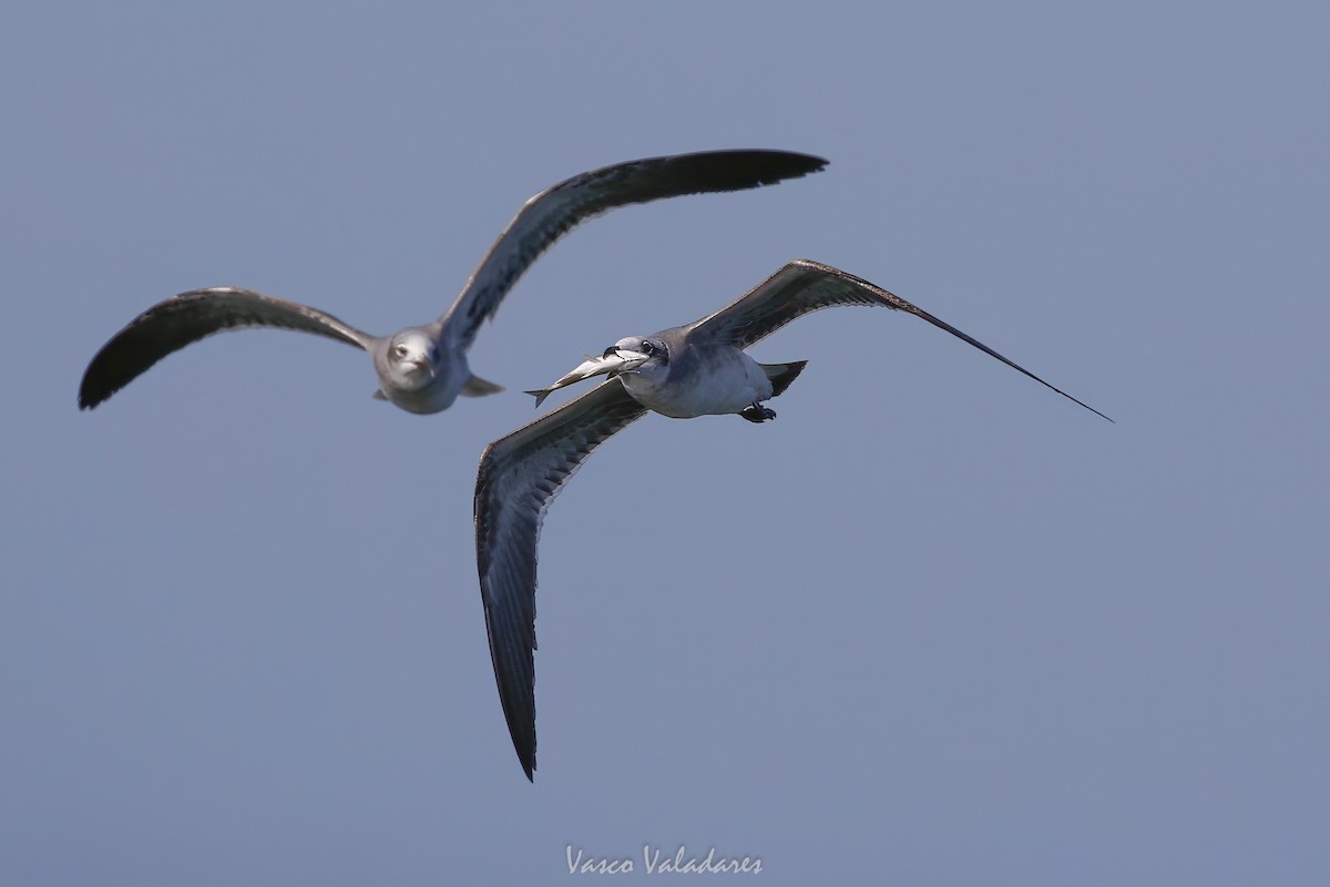 ワライカモメ - ML647547841