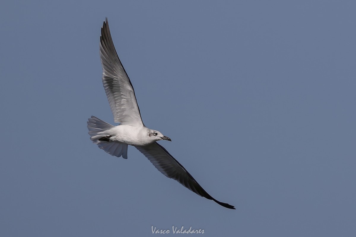 ワライカモメ - ML647547843