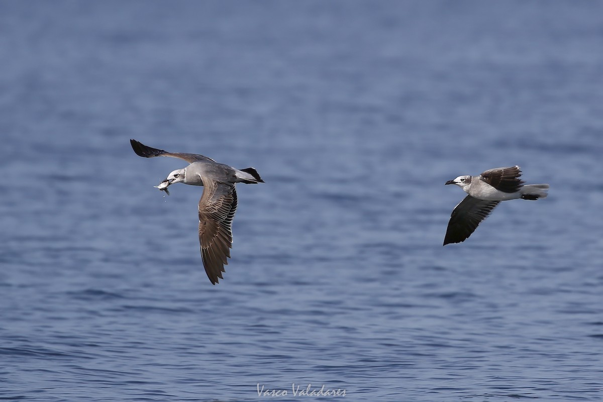 ワライカモメ - ML647547847