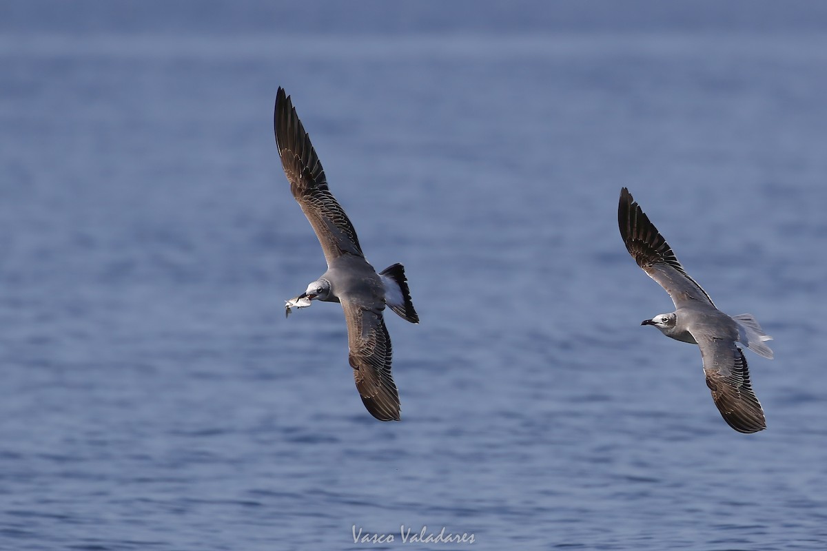 ワライカモメ - ML647547848