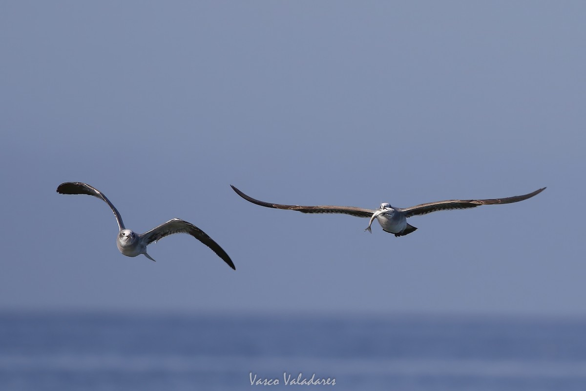 ワライカモメ - ML647547849