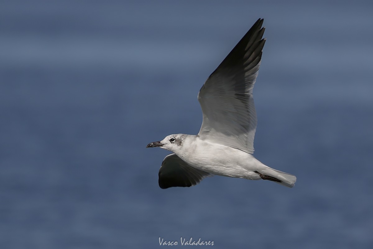 ワライカモメ - ML647547851