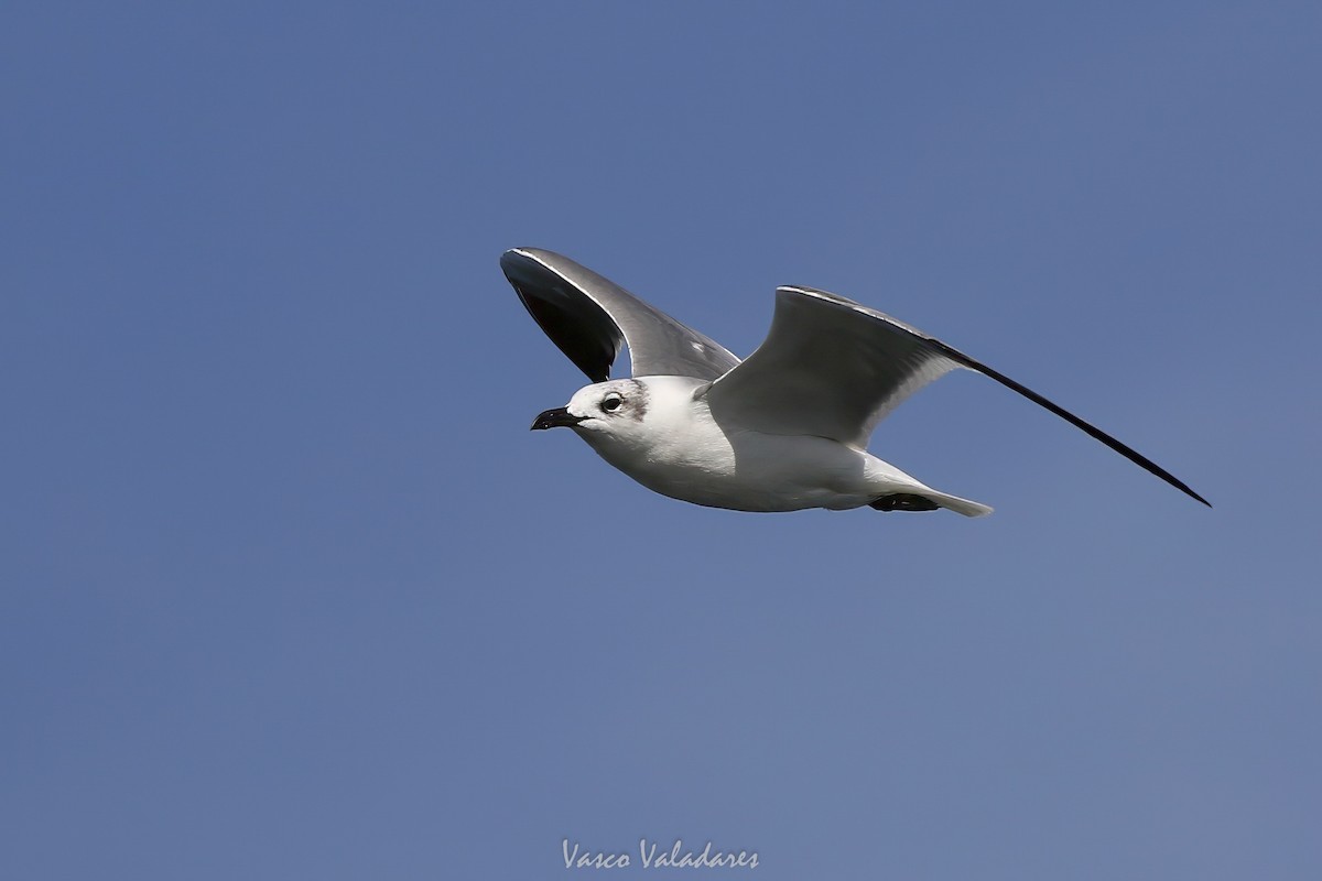 ワライカモメ - ML647547876