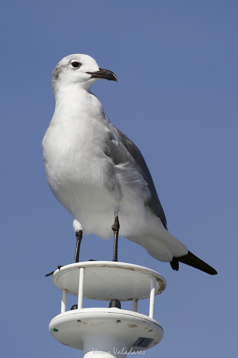 ワライカモメ - ML647547879