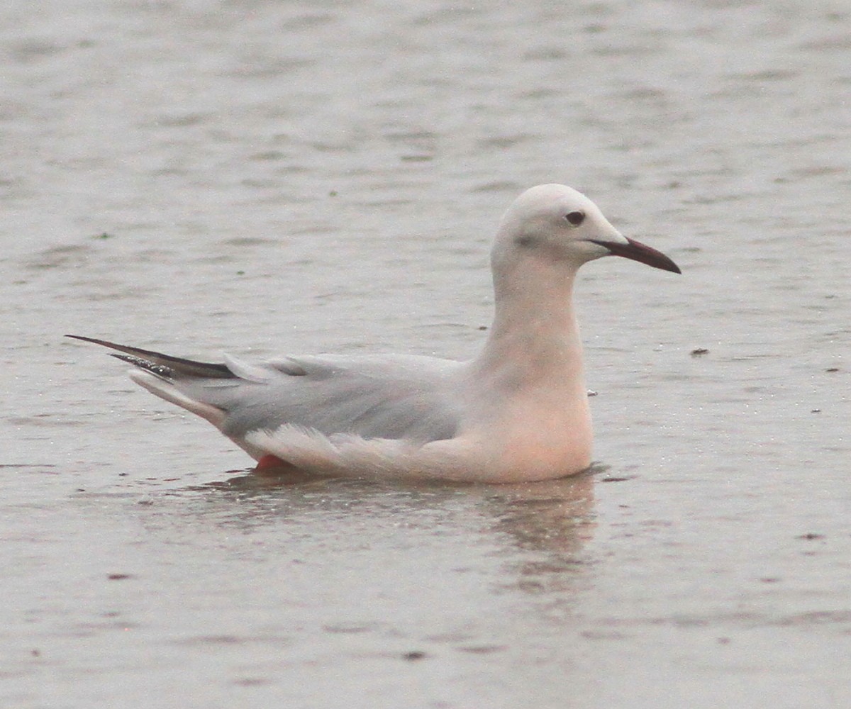Slender-billed Gull - ML647547948