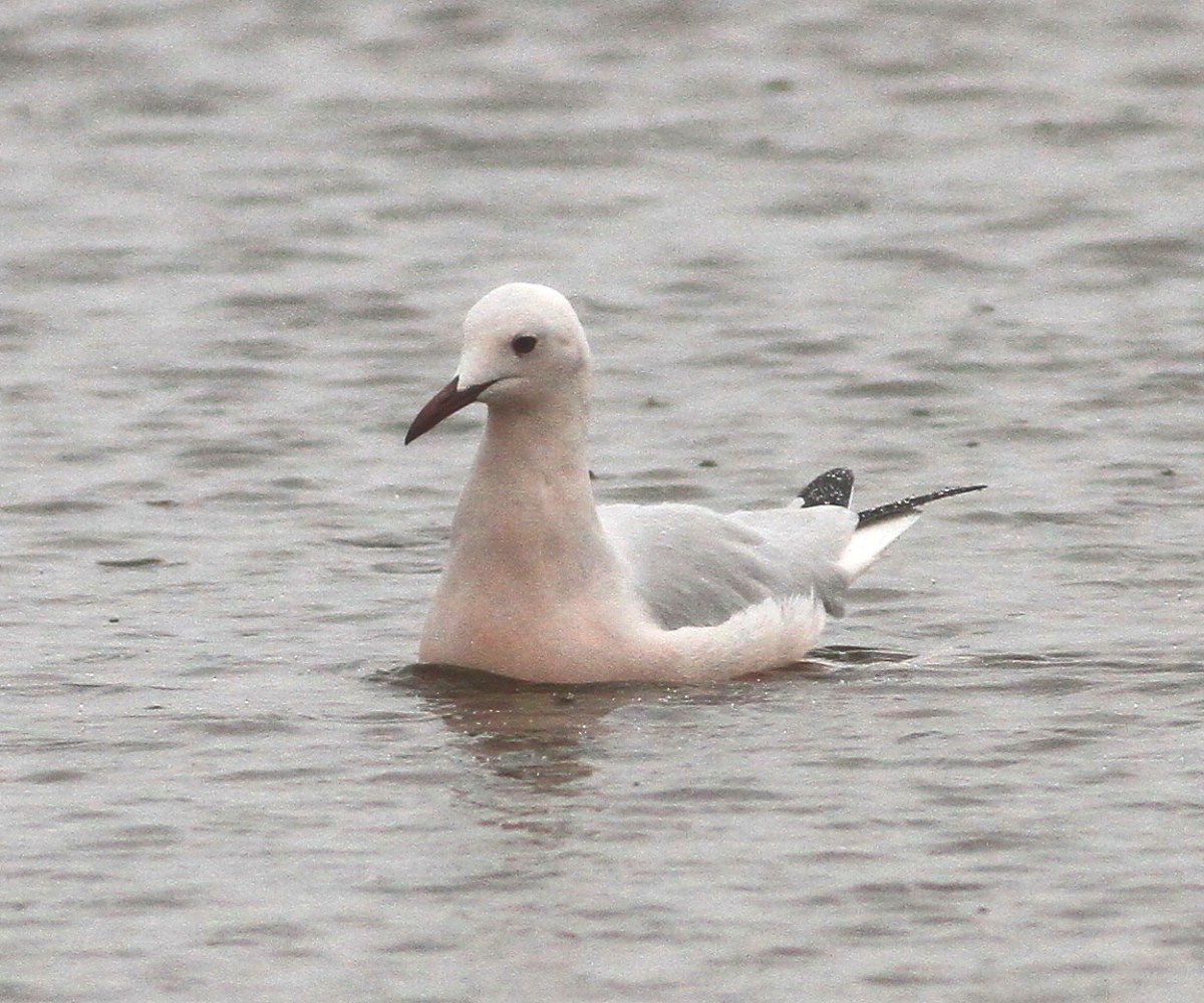Slender-billed Gull - ML647547954
