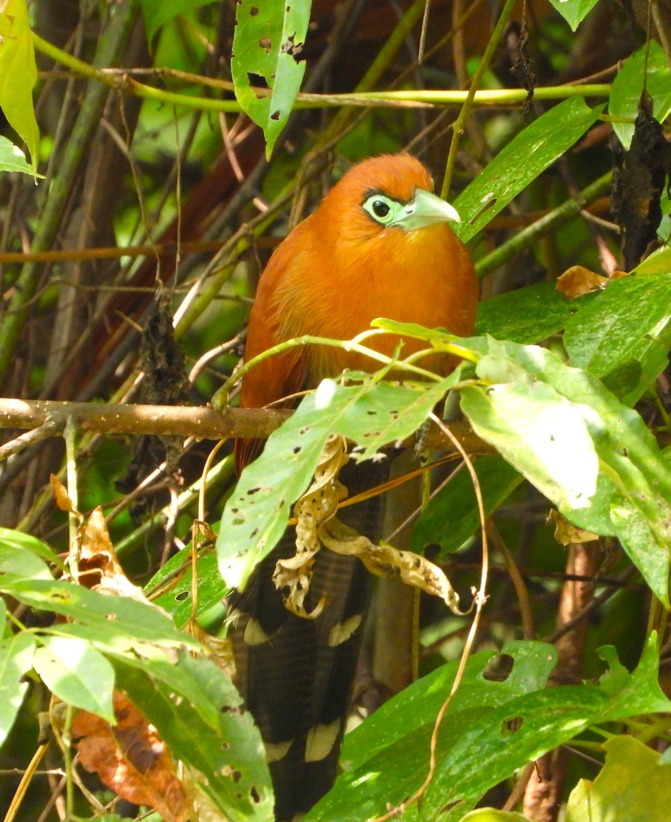 Raffles's Malkoha - ML647547963