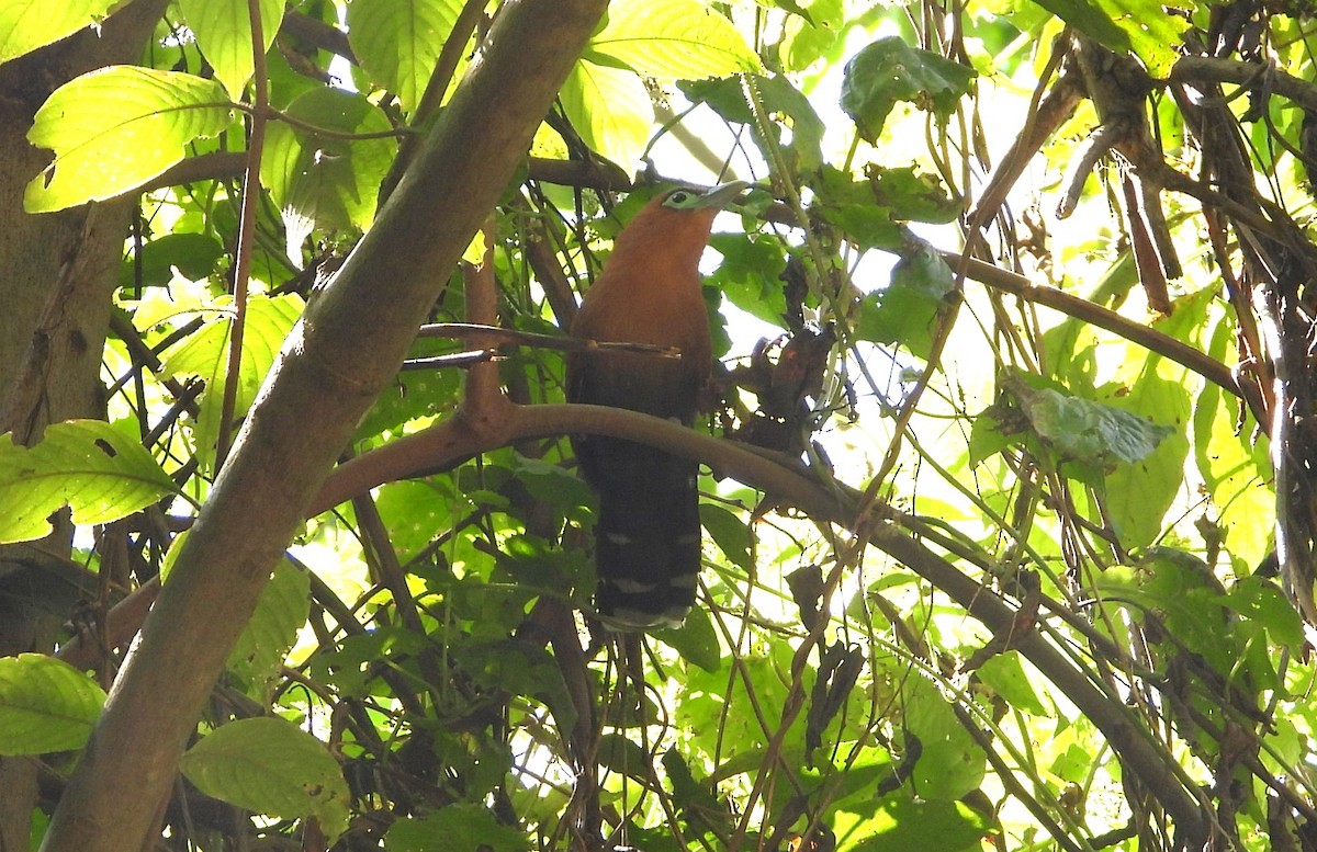 Raffles's Malkoha - ML647547964