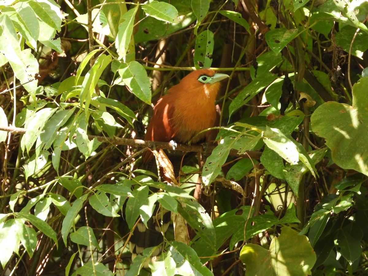 Raffles's Malkoha - ML647547966