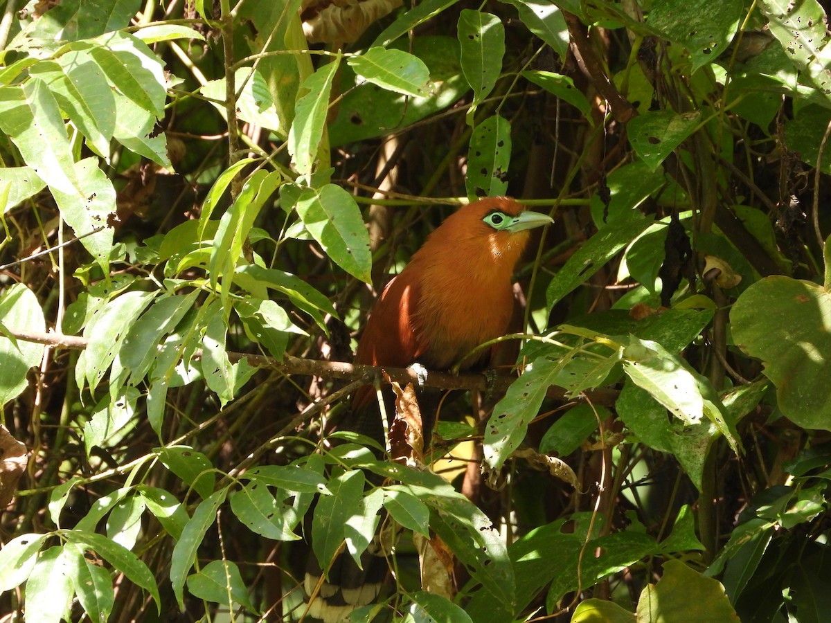 Raffles's Malkoha - ML647547967