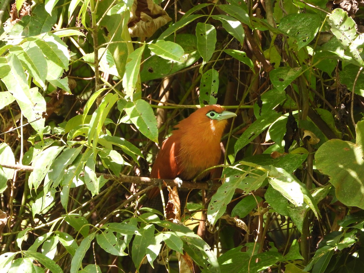 Raffles's Malkoha - ML647547968