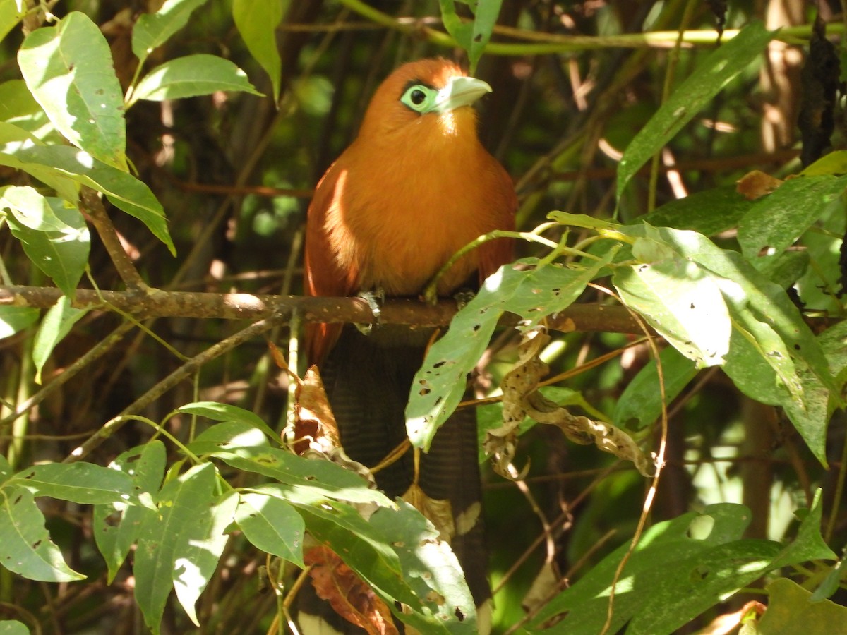 Raffles's Malkoha - ML647547969