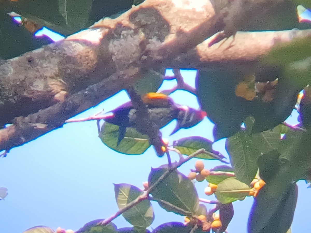 Malabar Flameback - ML647547985