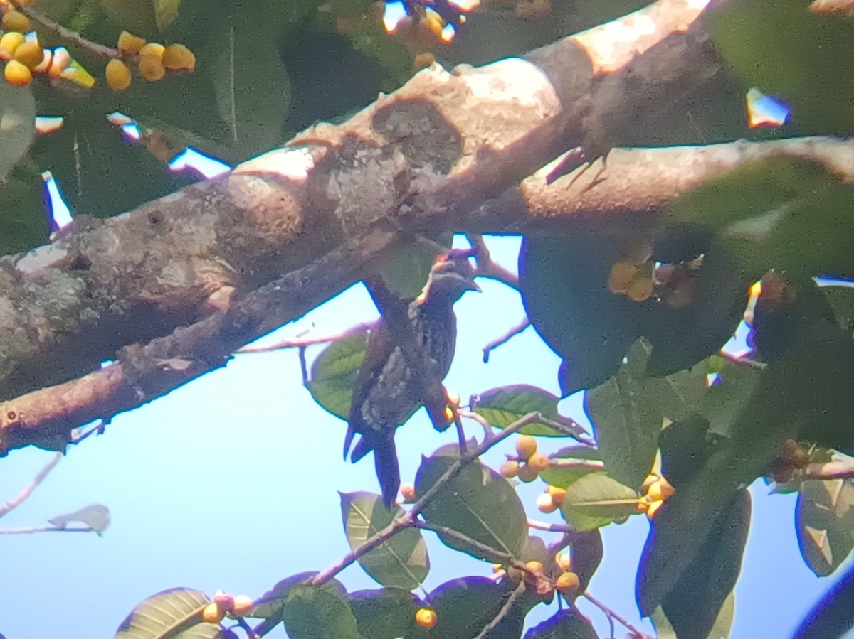 Malabar Flameback - ML647547986