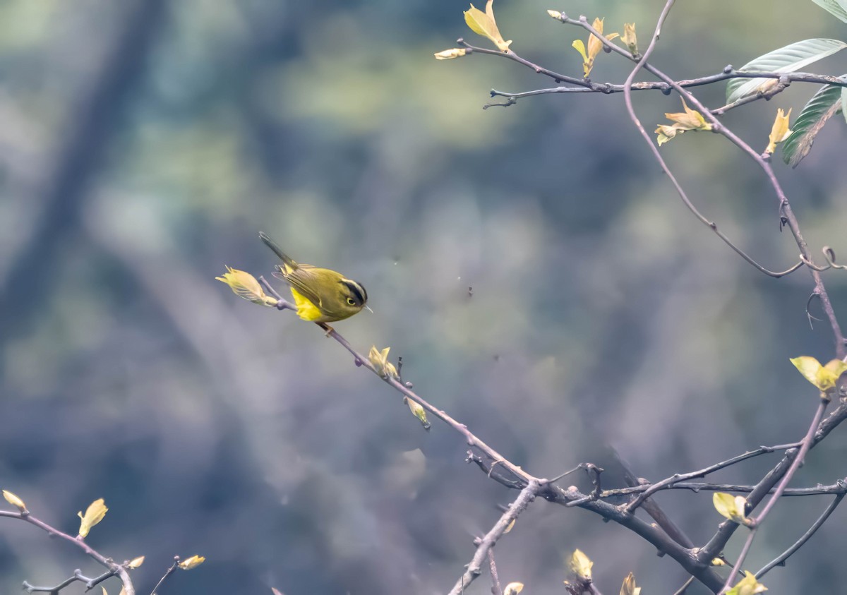 Whistler Kanarya Çıvgını - ML647547988