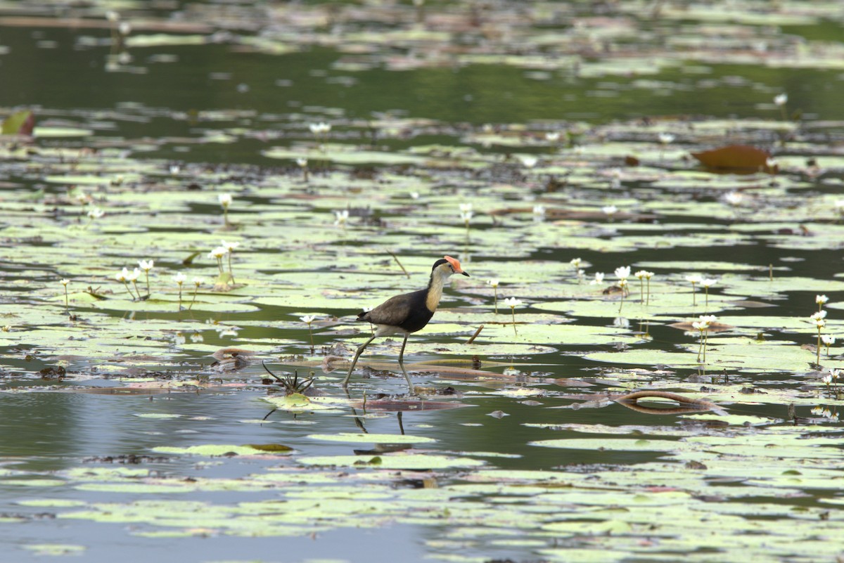 İbikli Jakana - ML647547989