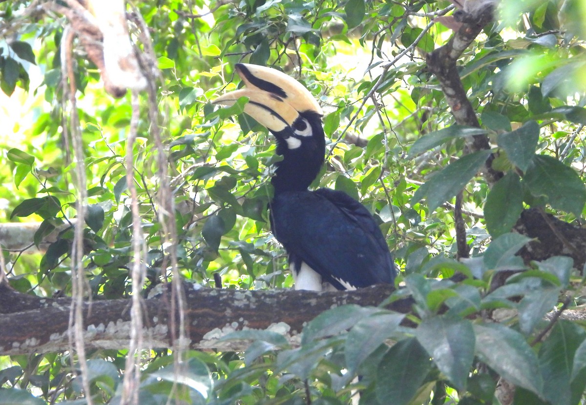 Oriental Pied-Hornbill - ML647547994