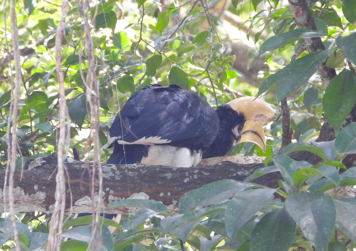 Oriental Pied-Hornbill - ML647547995