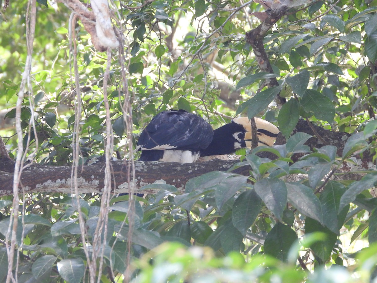 Doğu Alaca Boynuzgagası - ML647547997