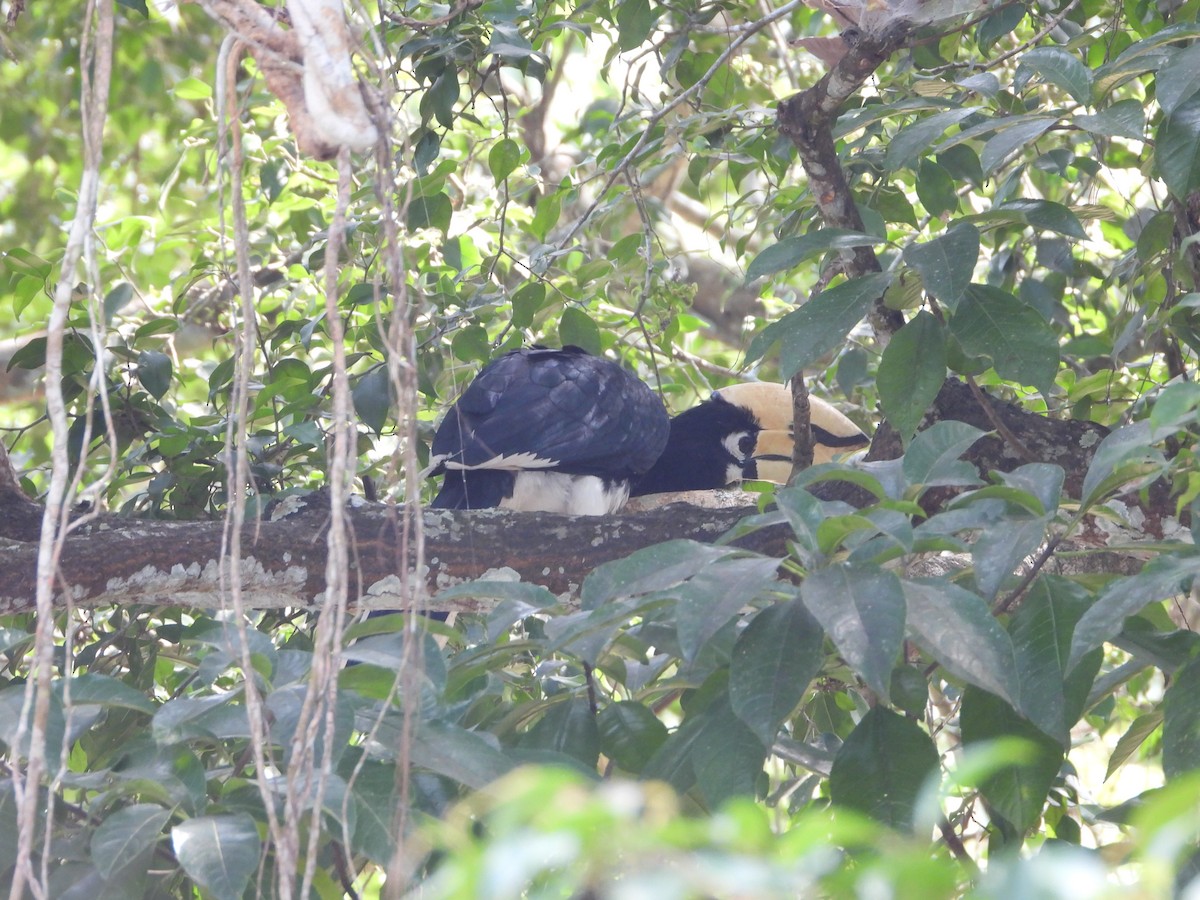 Doğu Alaca Boynuzgagası - ML647547998