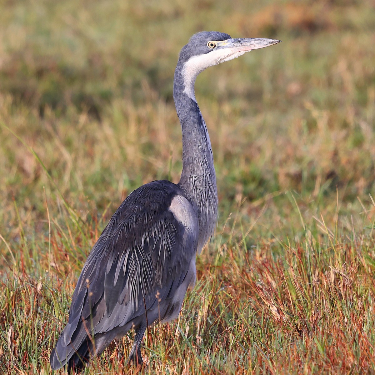 Kara Boyunlu Balıkçıl - ML647547999