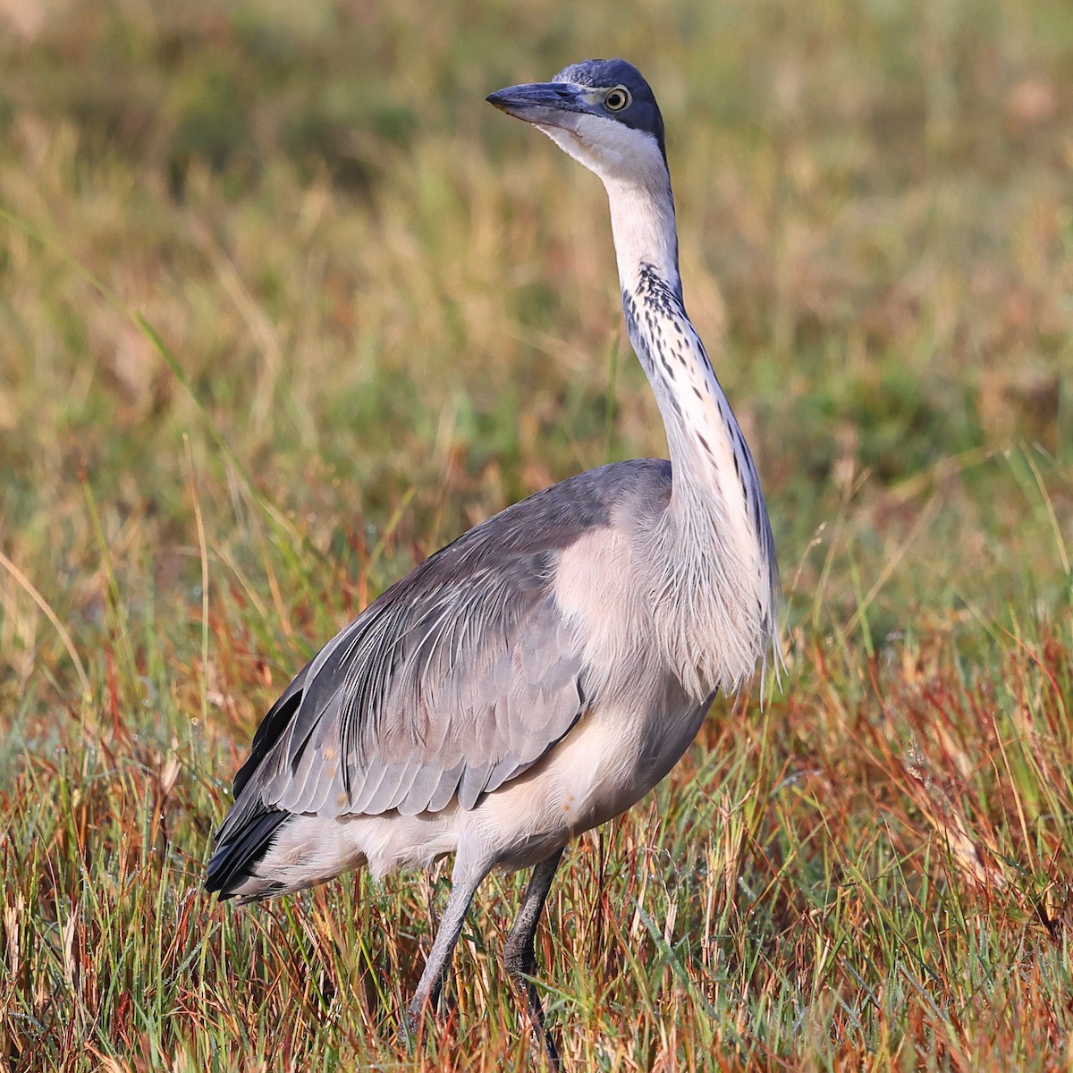 Kara Boyunlu Balıkçıl - ML647548004