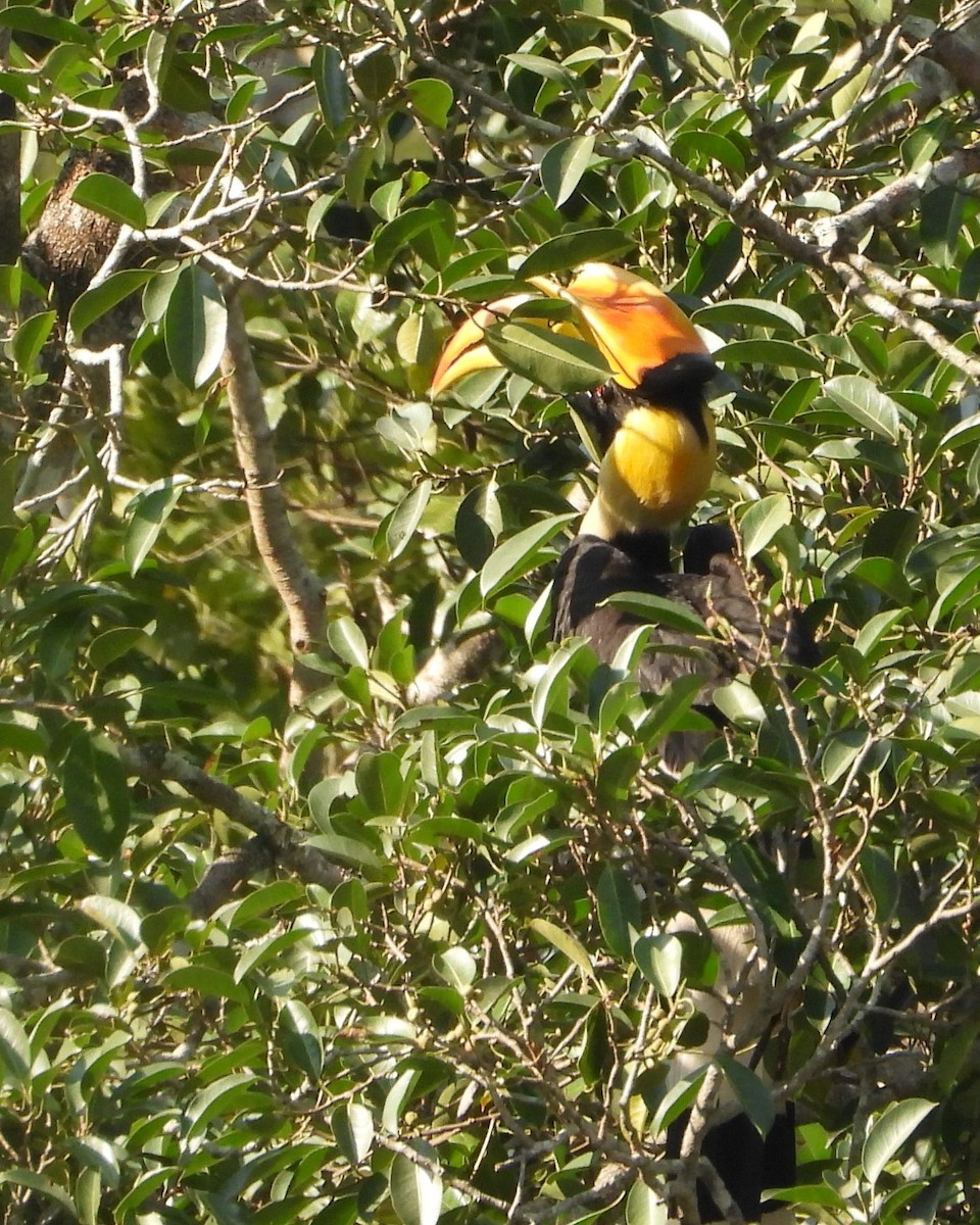 Büyük Boynuzgaga - ML647548005