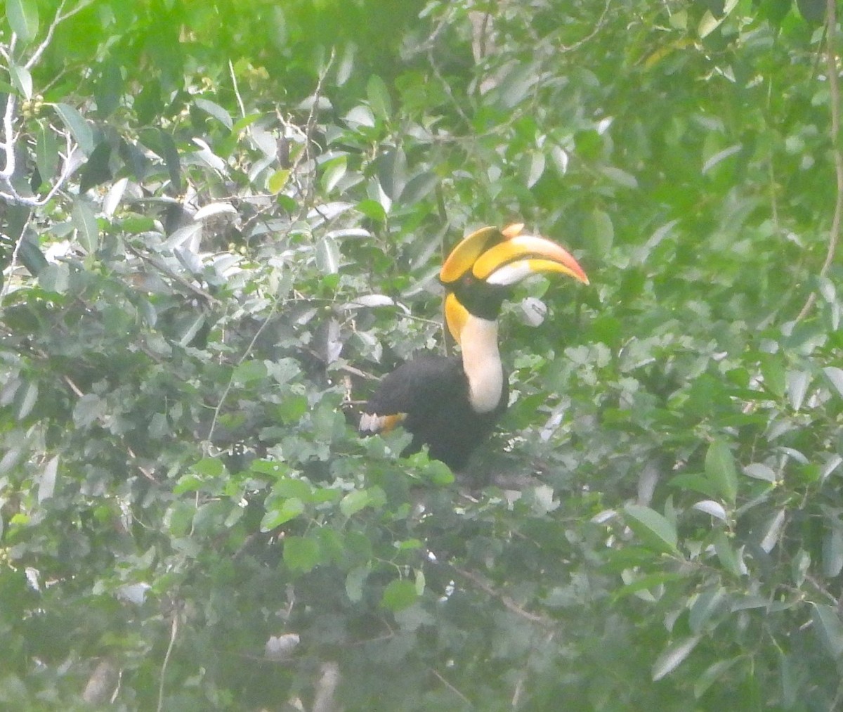 Büyük Boynuzgaga - ML647548006