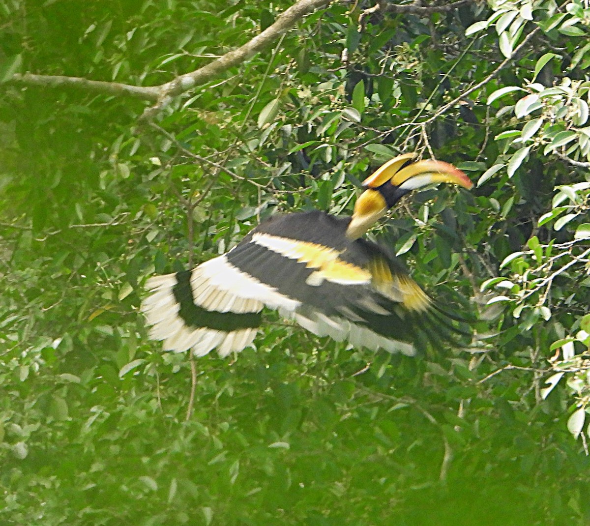 Büyük Boynuzgaga - ML647548008