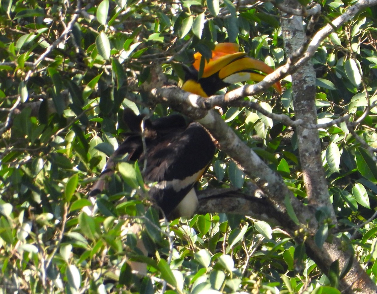 Büyük Boynuzgaga - ML647548009