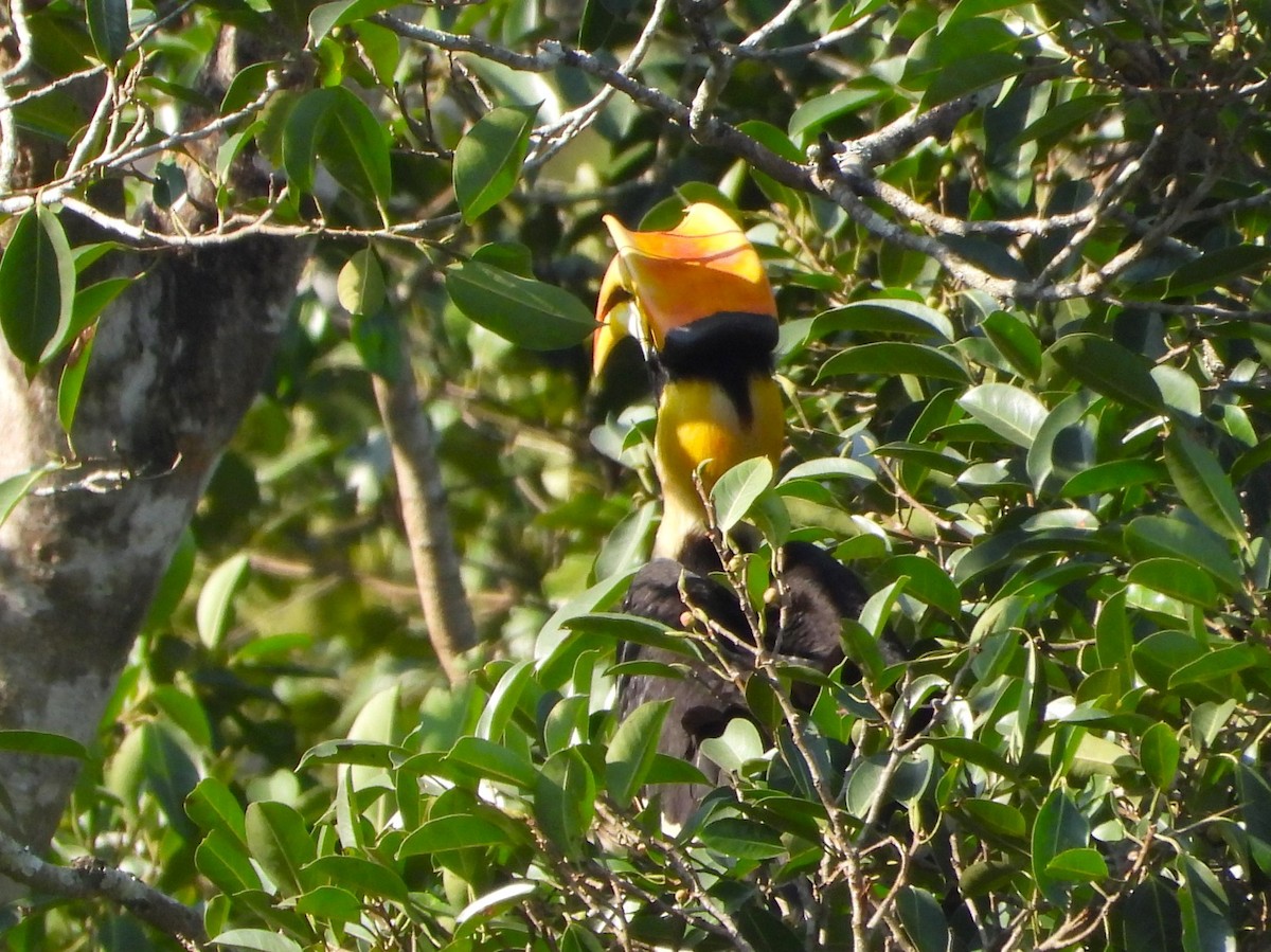 Büyük Boynuzgaga - ML647548010